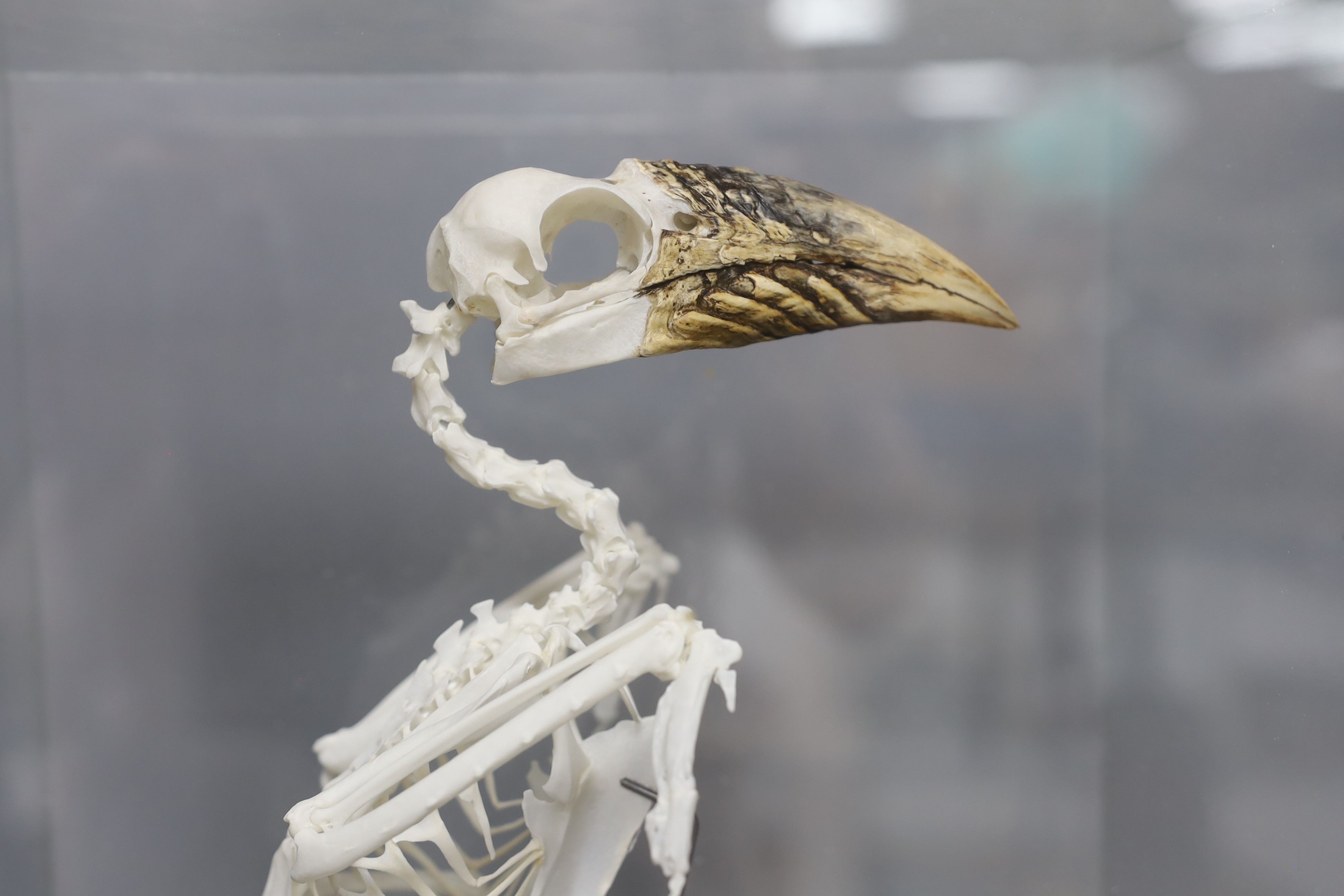 Bird anatomy - an articulated Piping Hornbill skeleton, in a glass case, 34 cm high